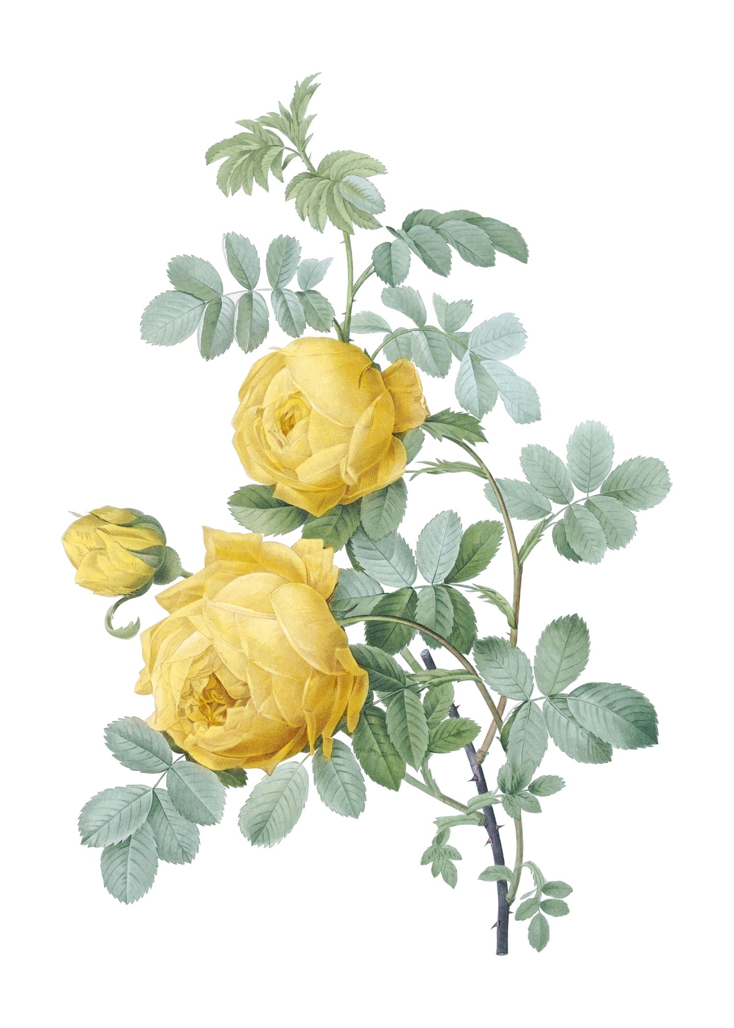 ROSE 4