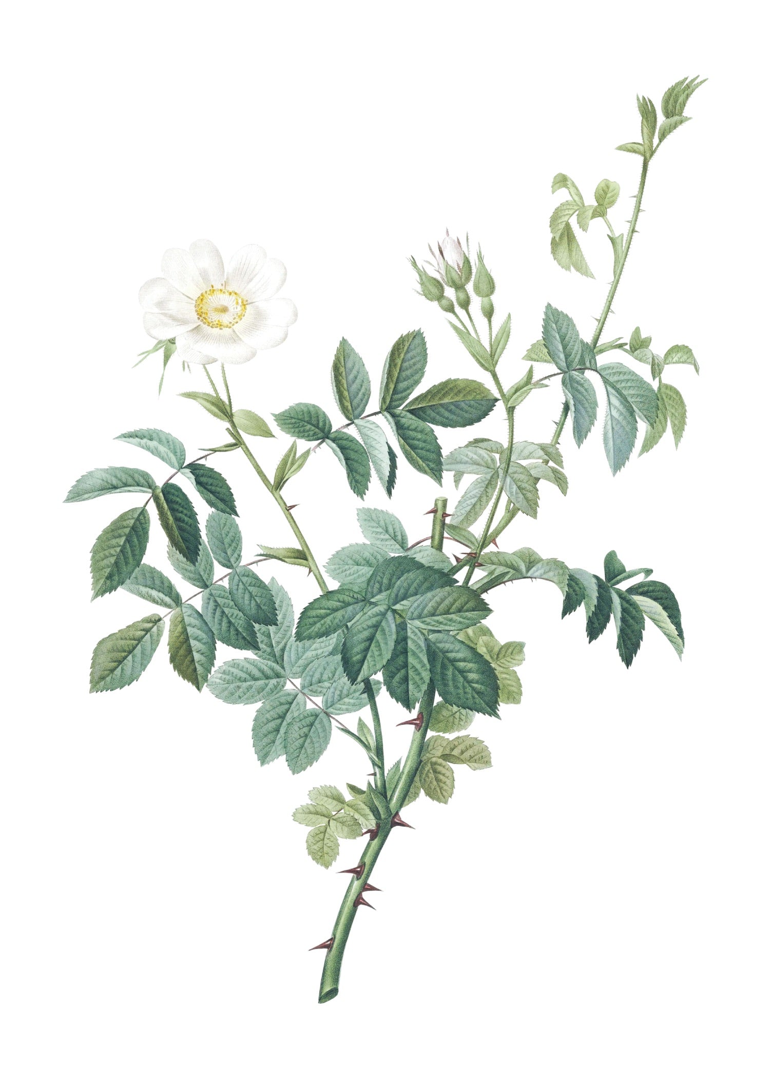 ROSE 42
