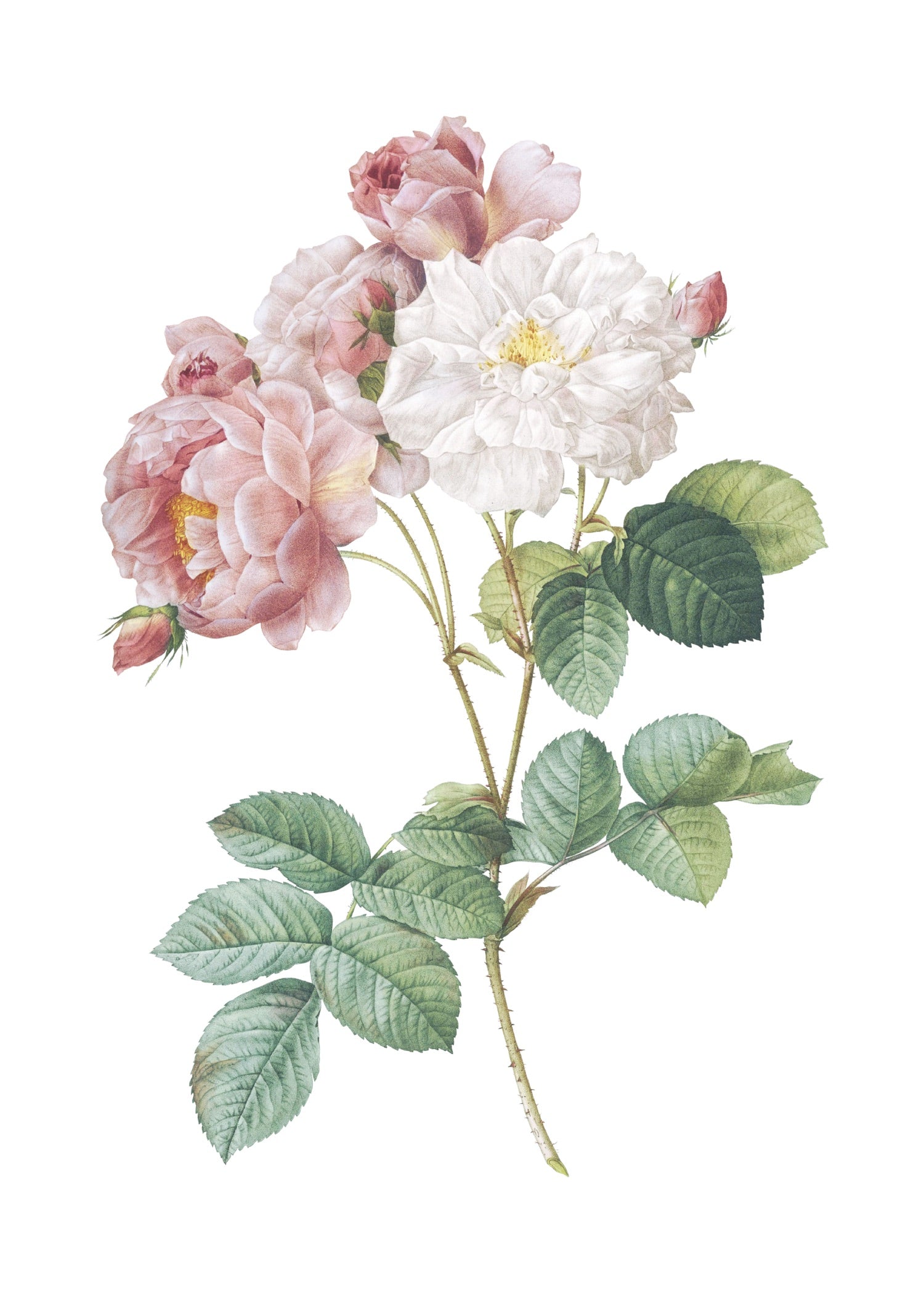 ROSE 48