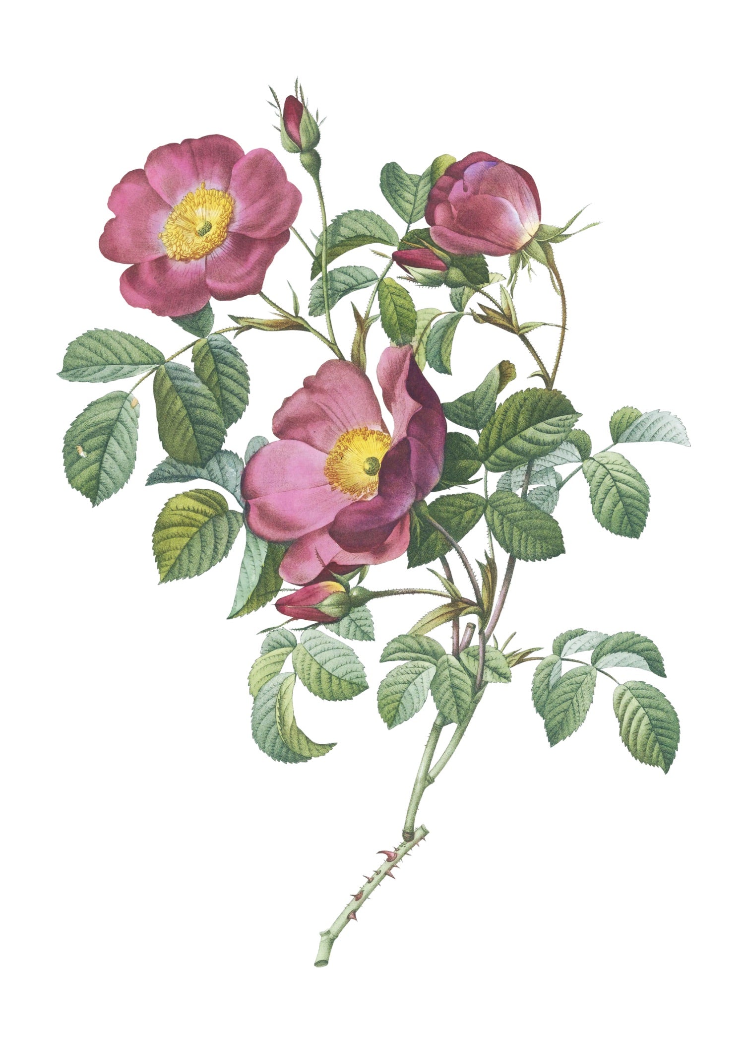 ROSE 51