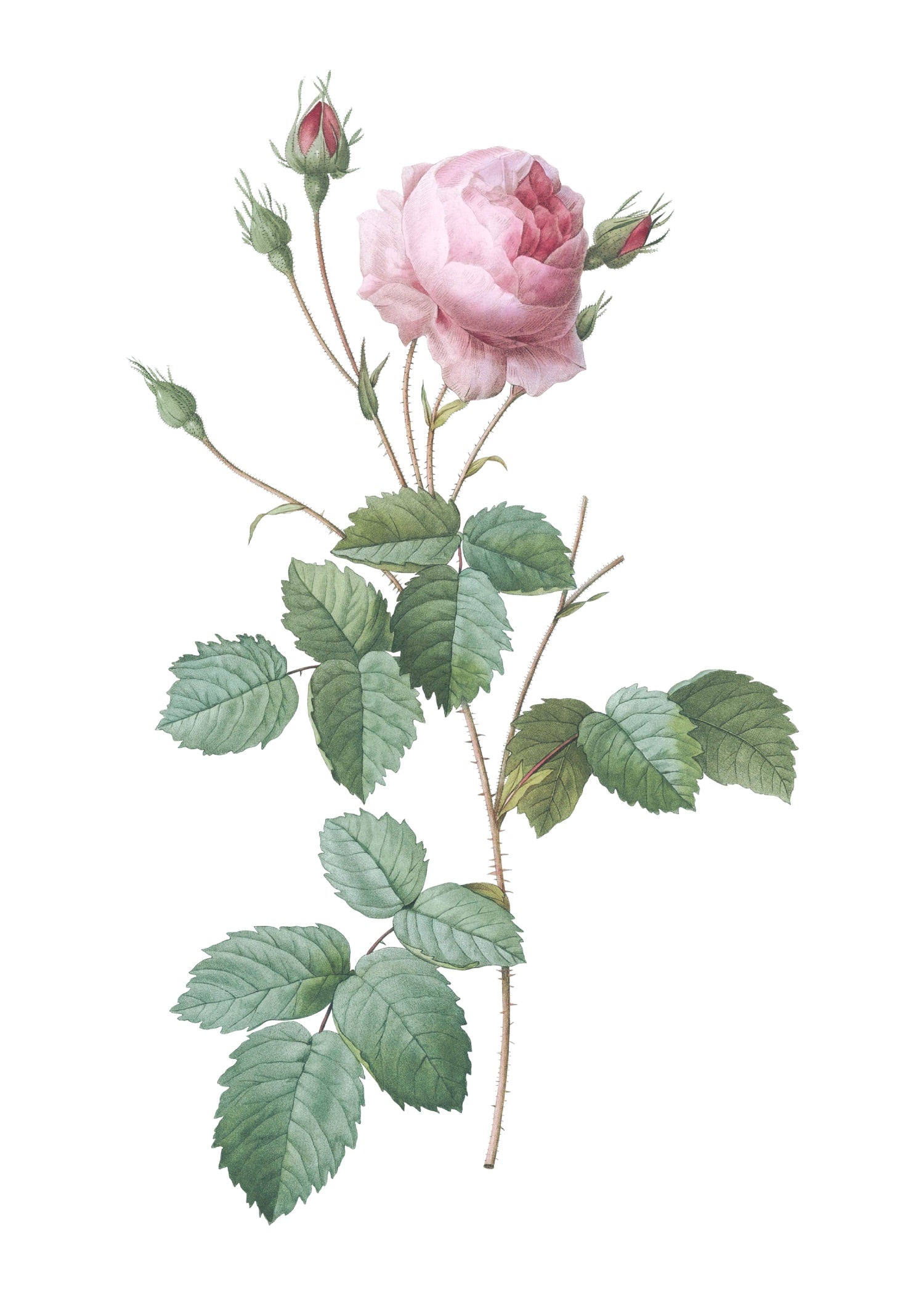ROSE 52
