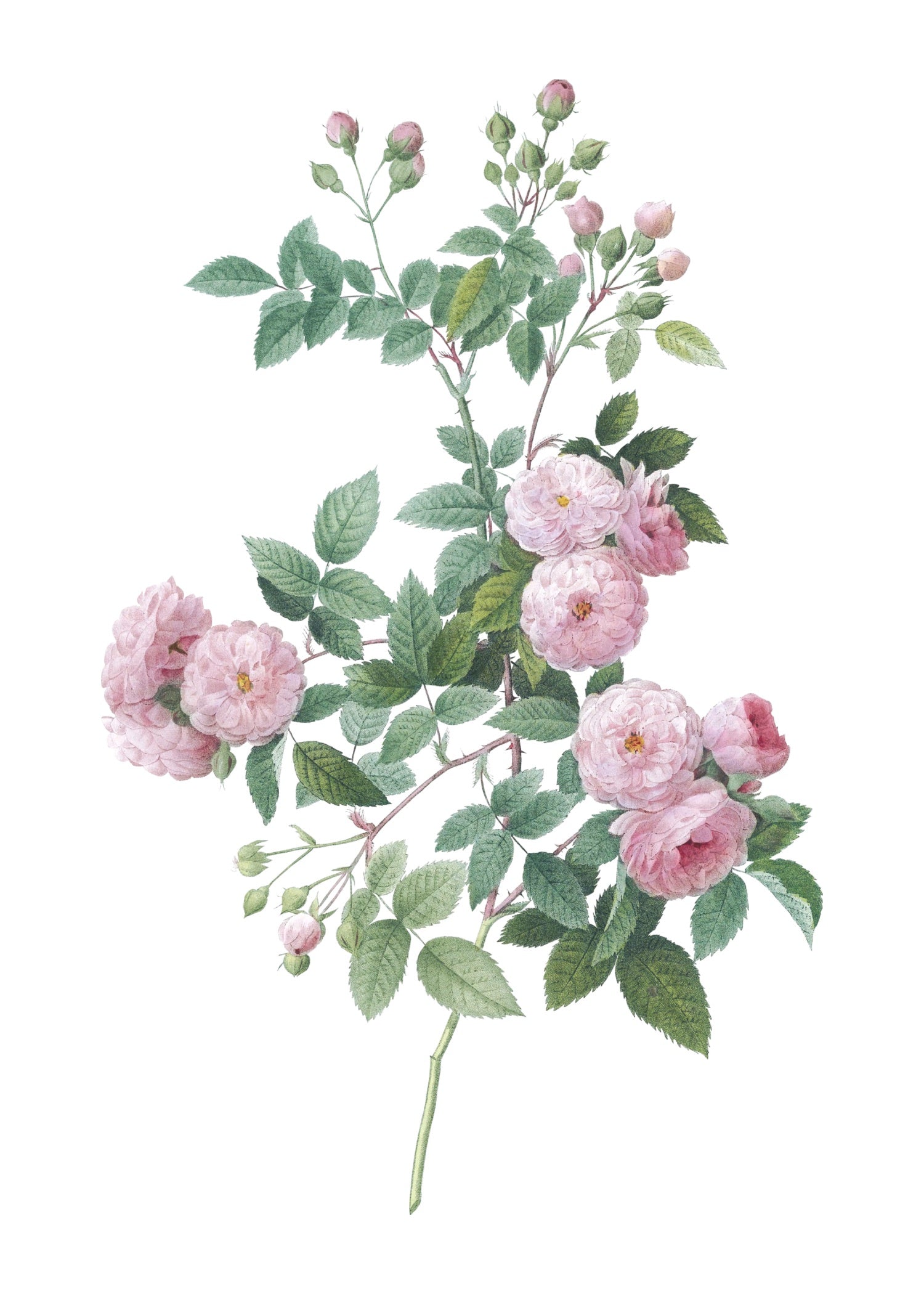 ROSE 53