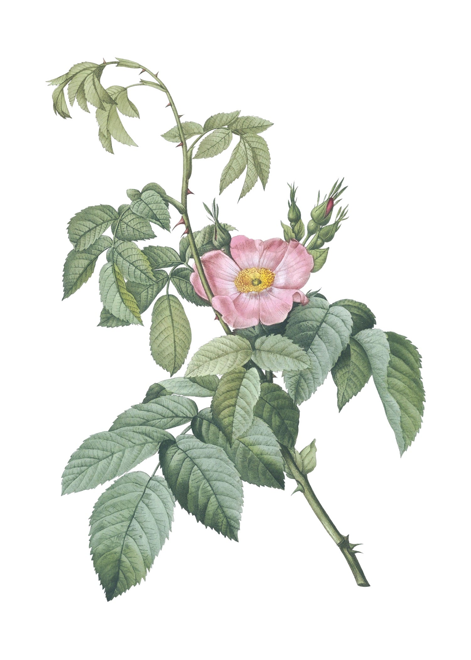 ROSE 54