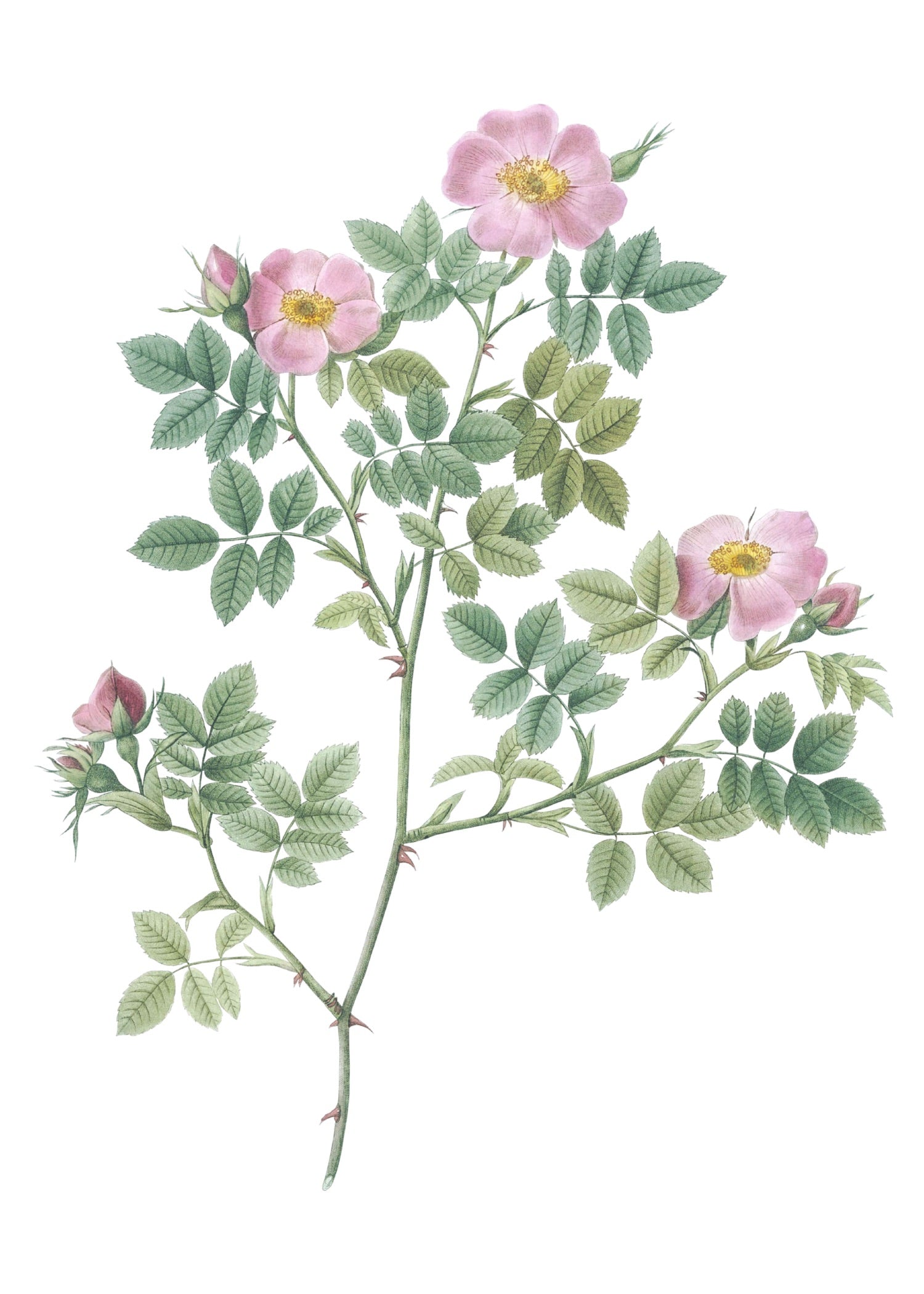 ROSE 58