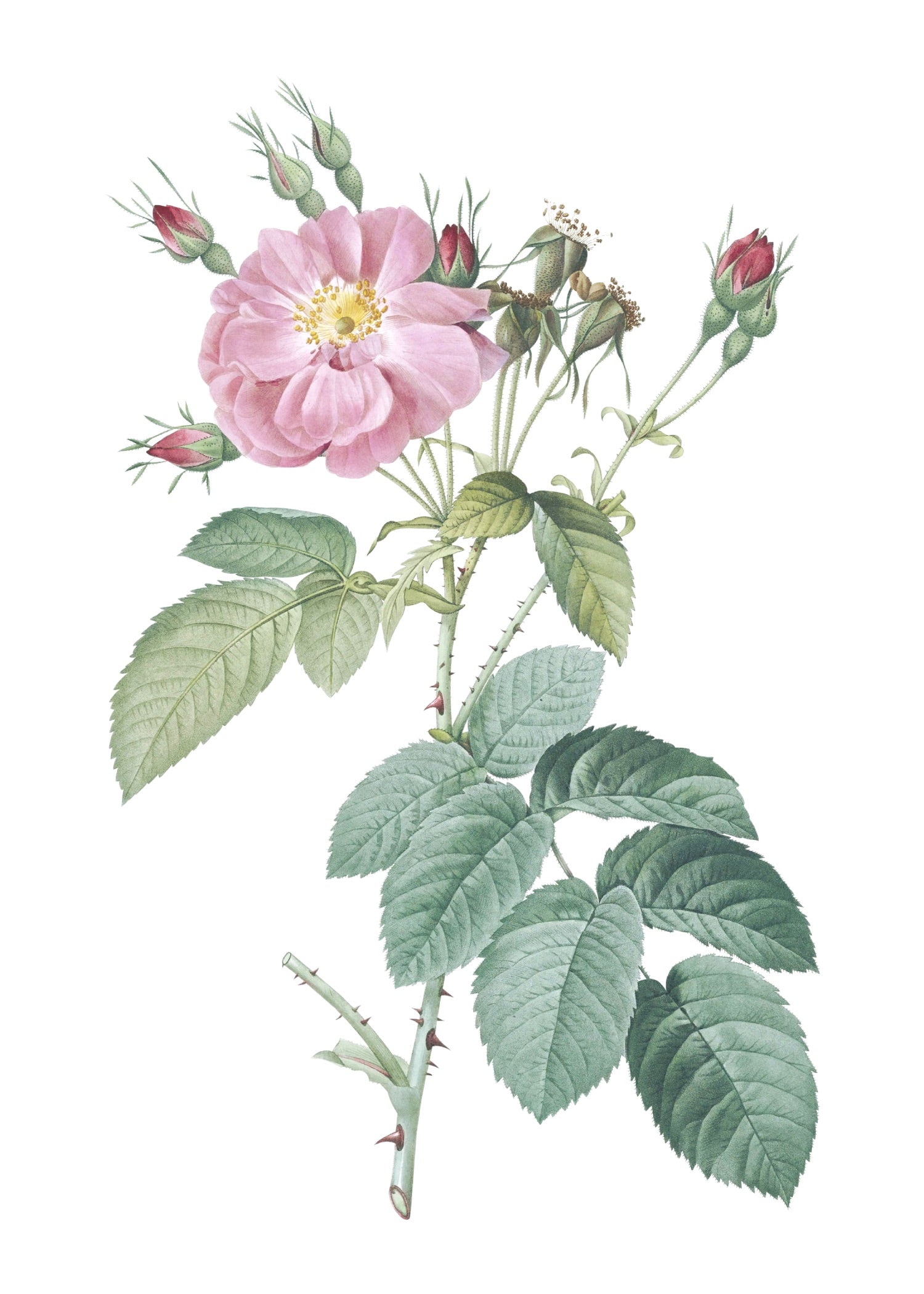 ROSE 59