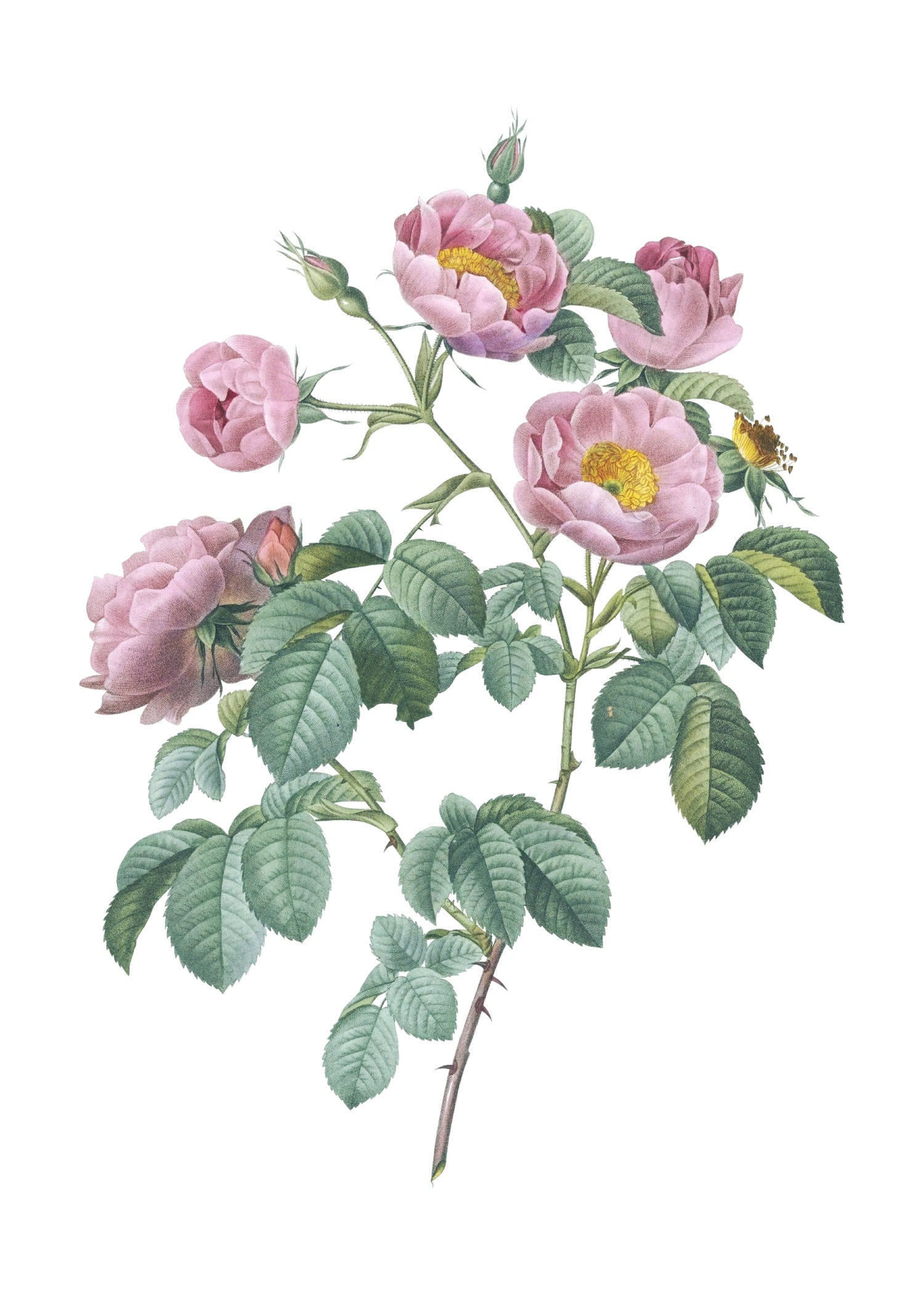 ROSE 60