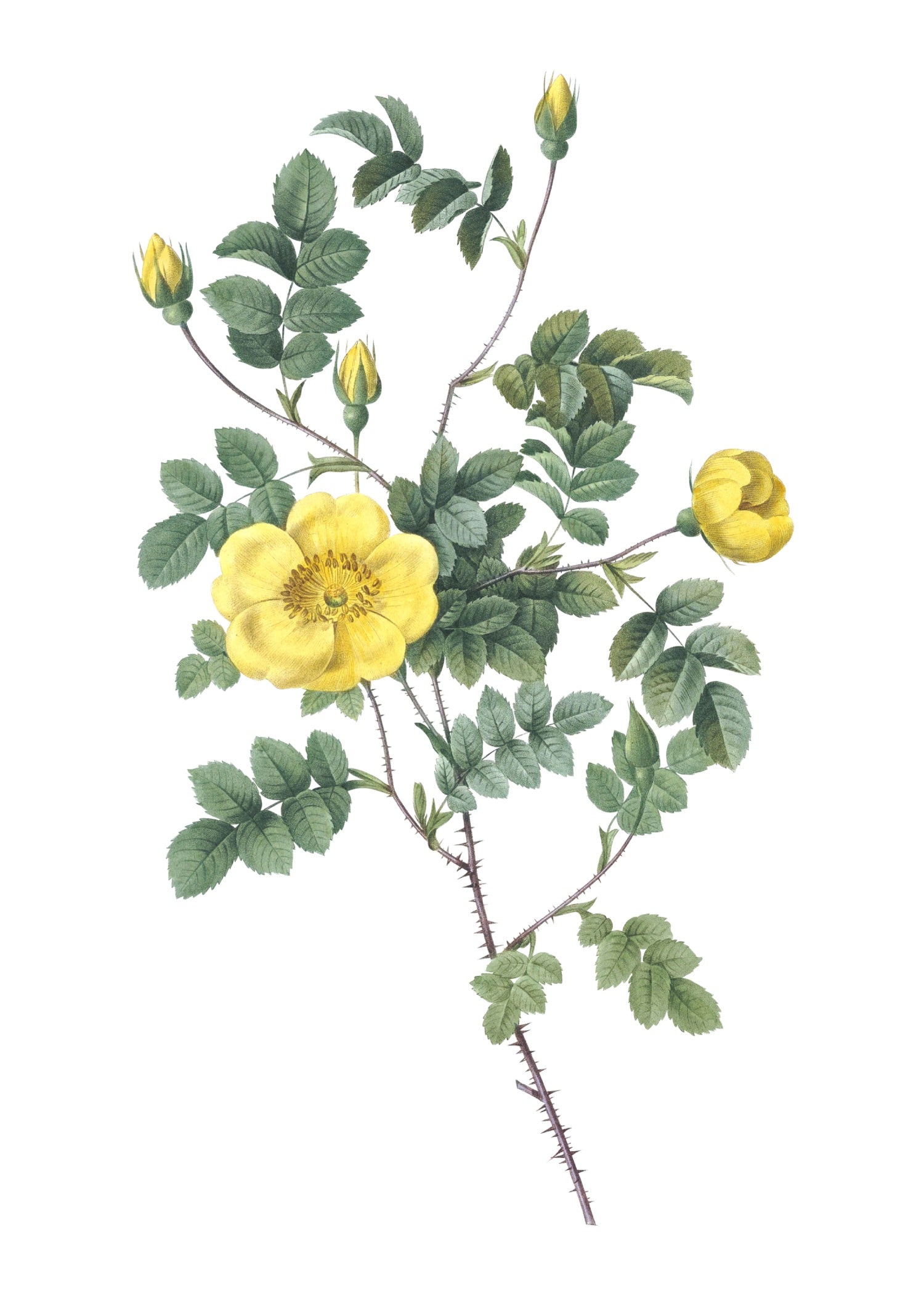 ROSE 62