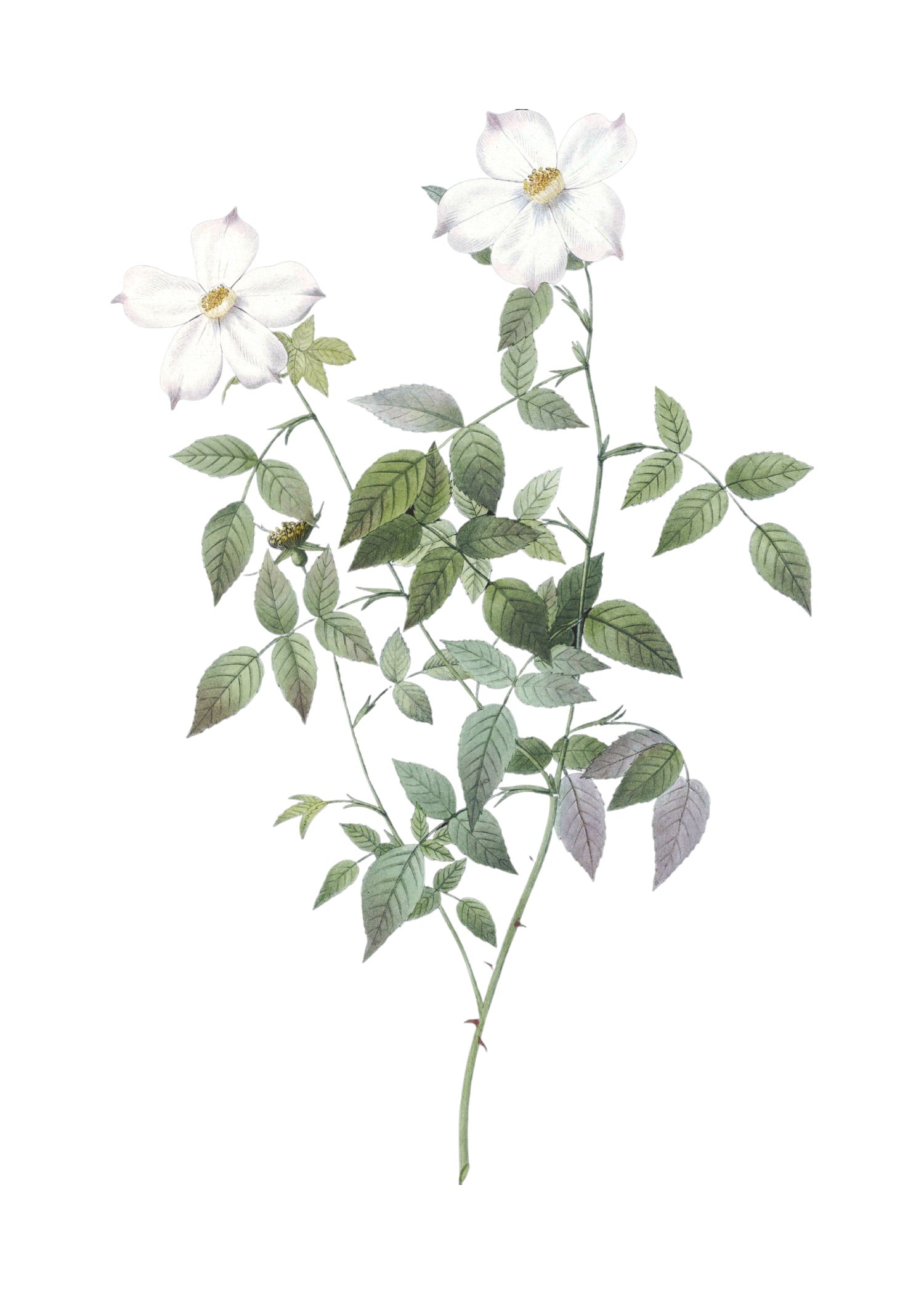 ROSE 9