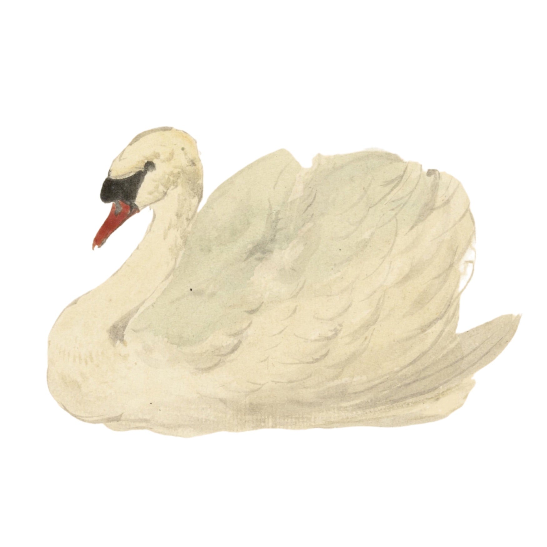 SWAN
