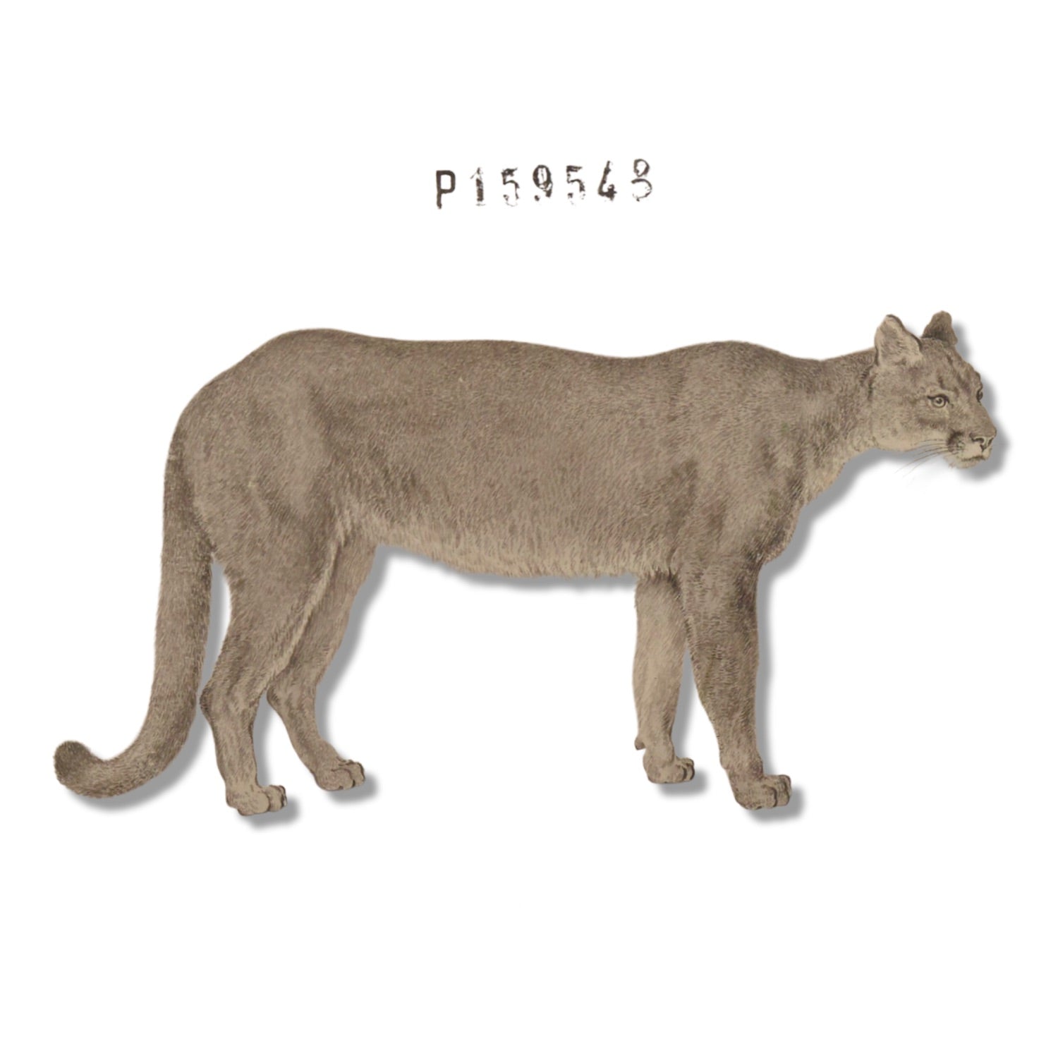 Jacques de Sève ANIMALS 10