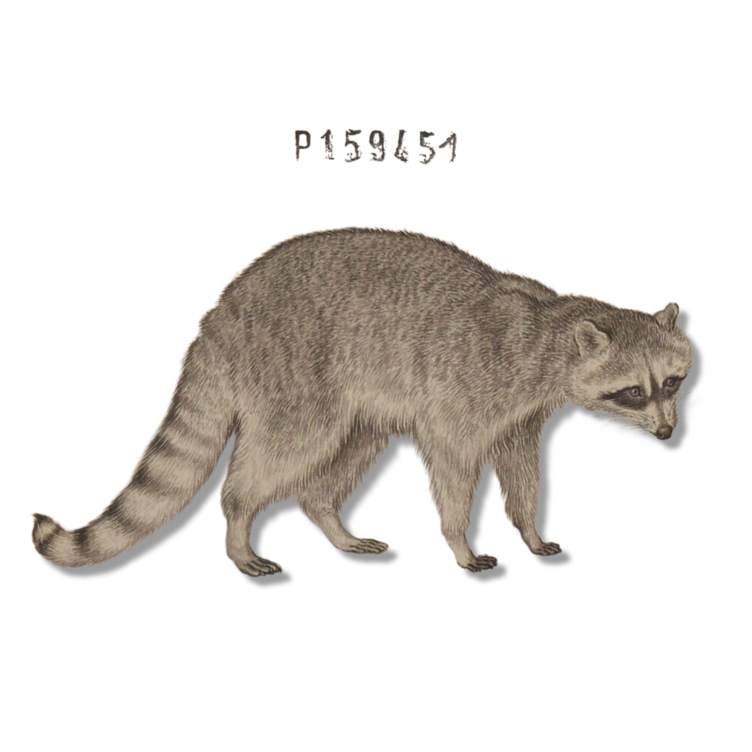 Jacques de Sève ANIMALS 13