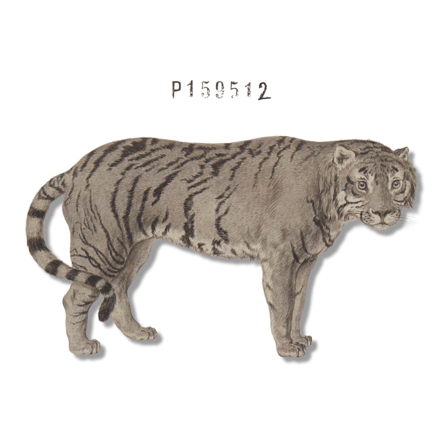 Jacques de Sève ANIMALS 15