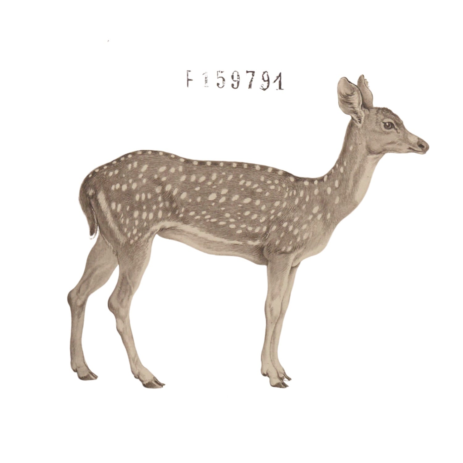 Jacques de Sève ANIMALS 4