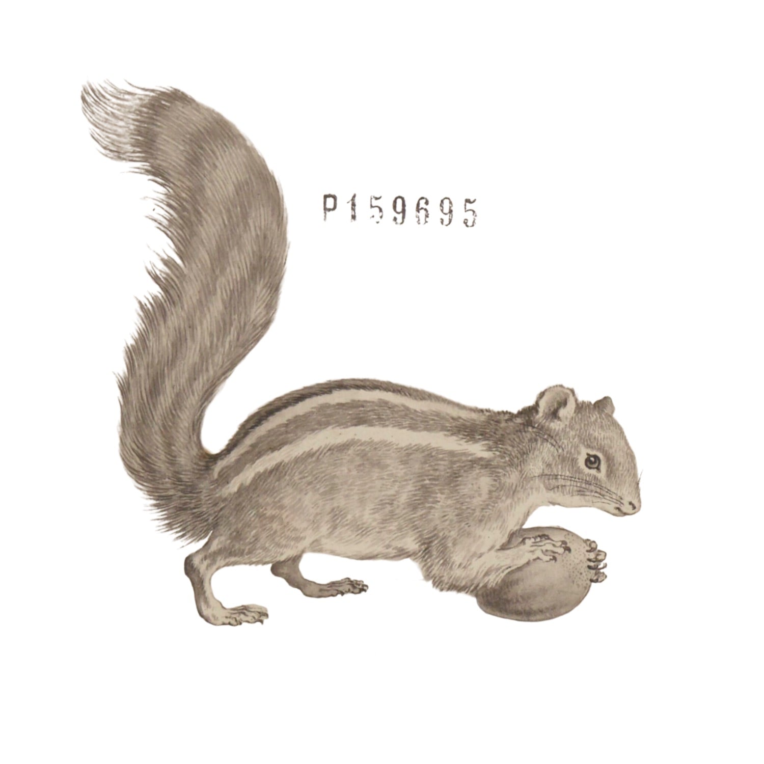 Jacques de Sève ANIMALS 5