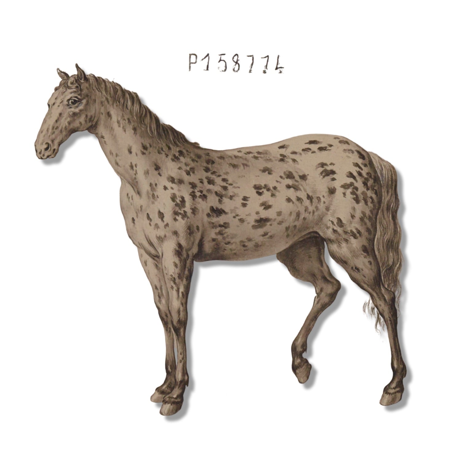 Jacques de Sève ANIMALS 9