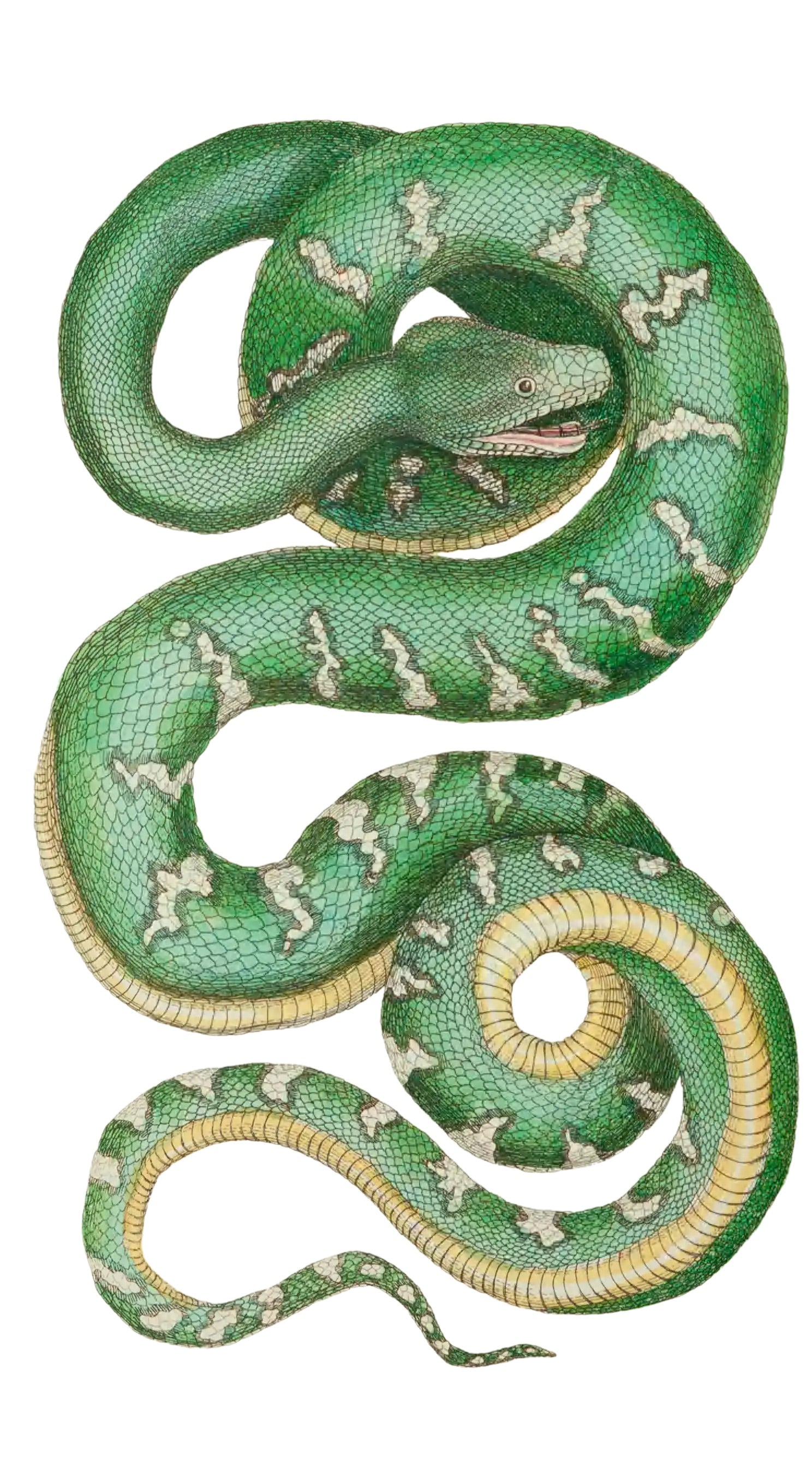 ANIMAL 5