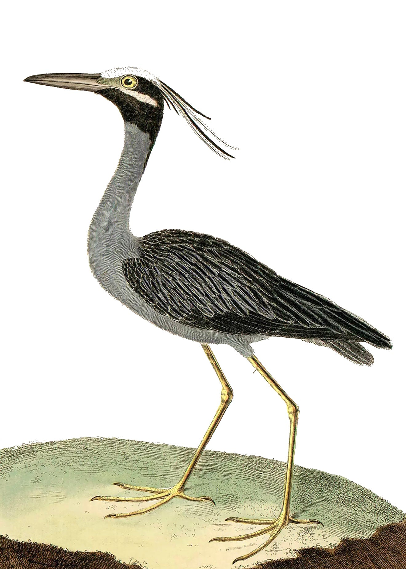 AQUATIC BIRD 9
