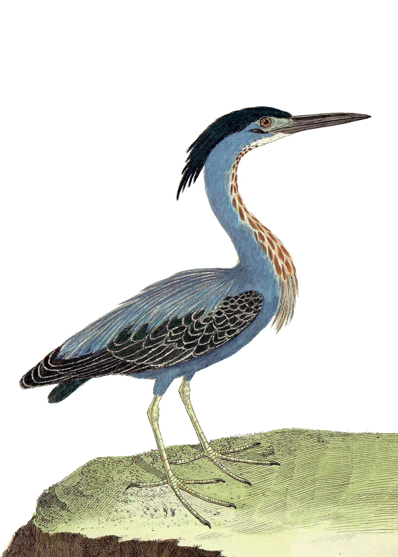 AQUATIC BIRD 10