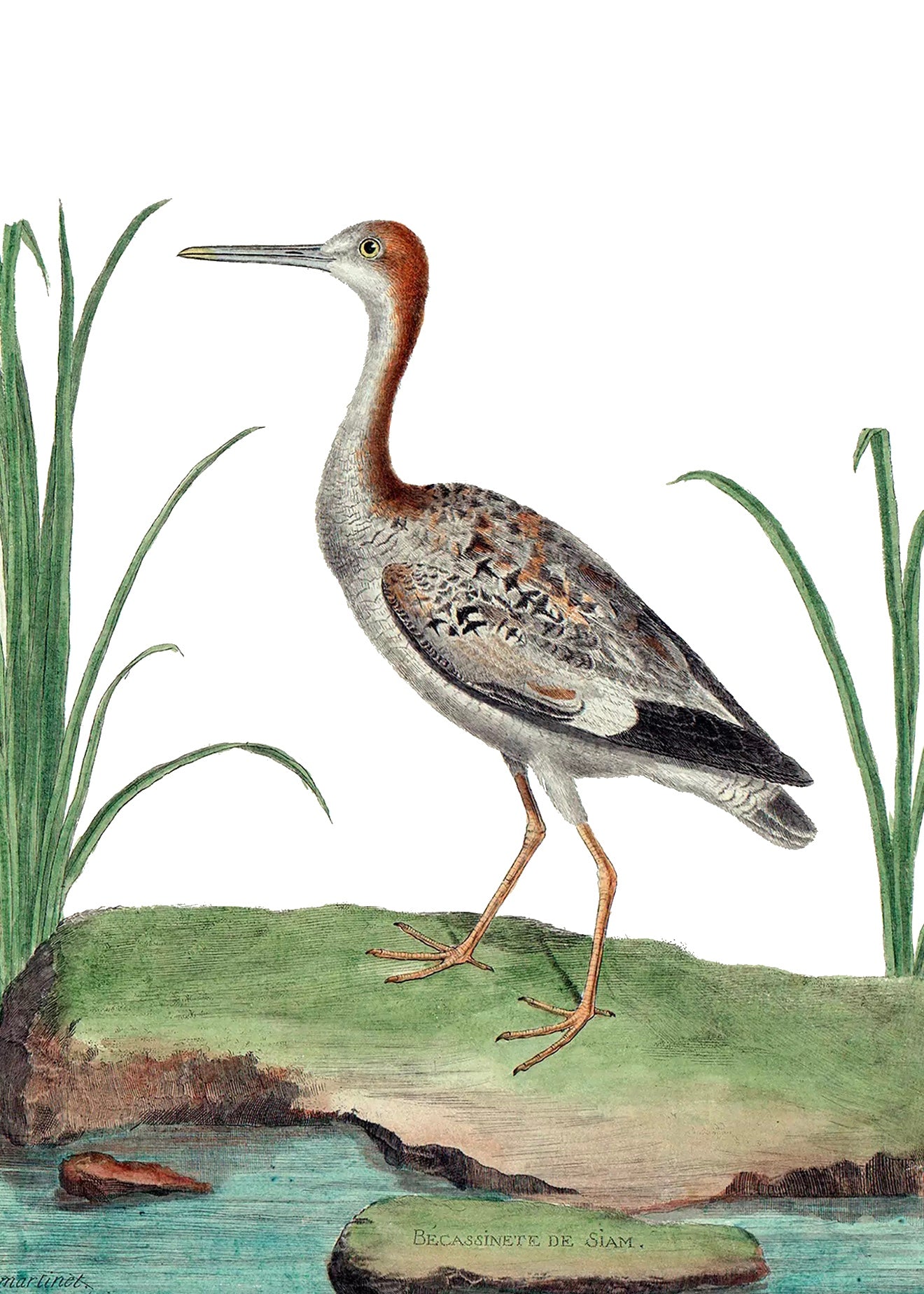 AQUATIC BIRD 11
