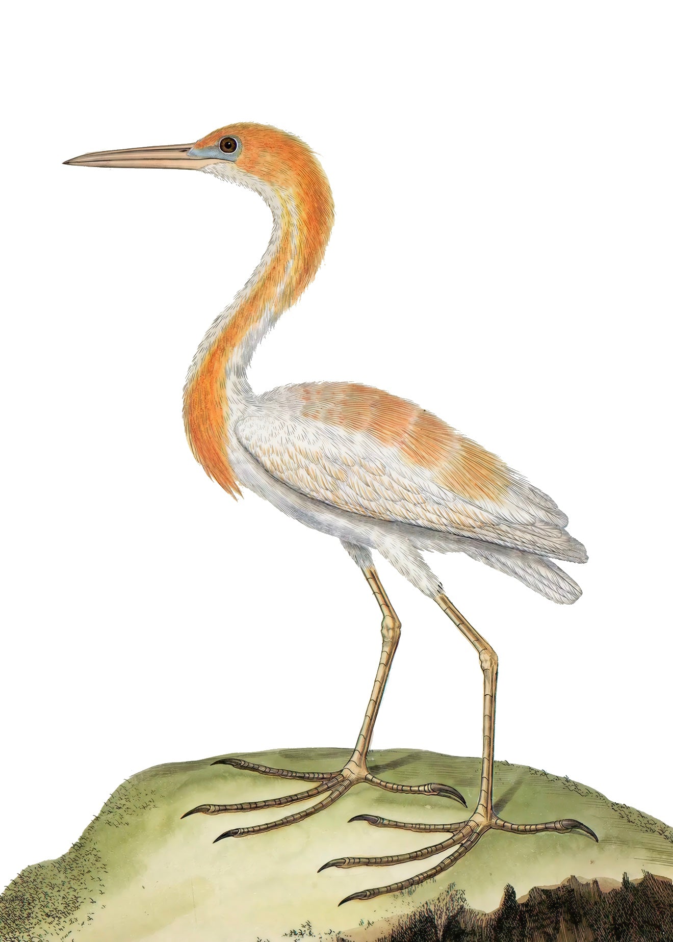 AQUATIC BIRD 8