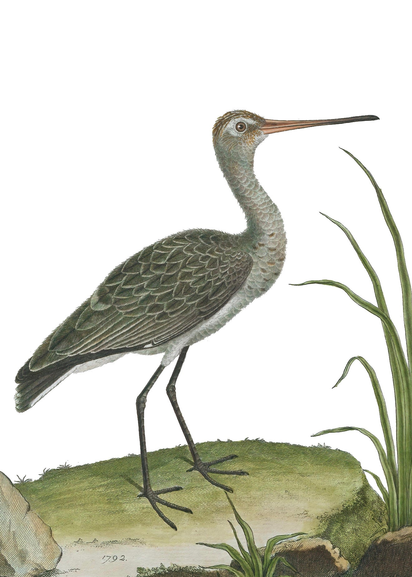AQUATIC BIRD 16