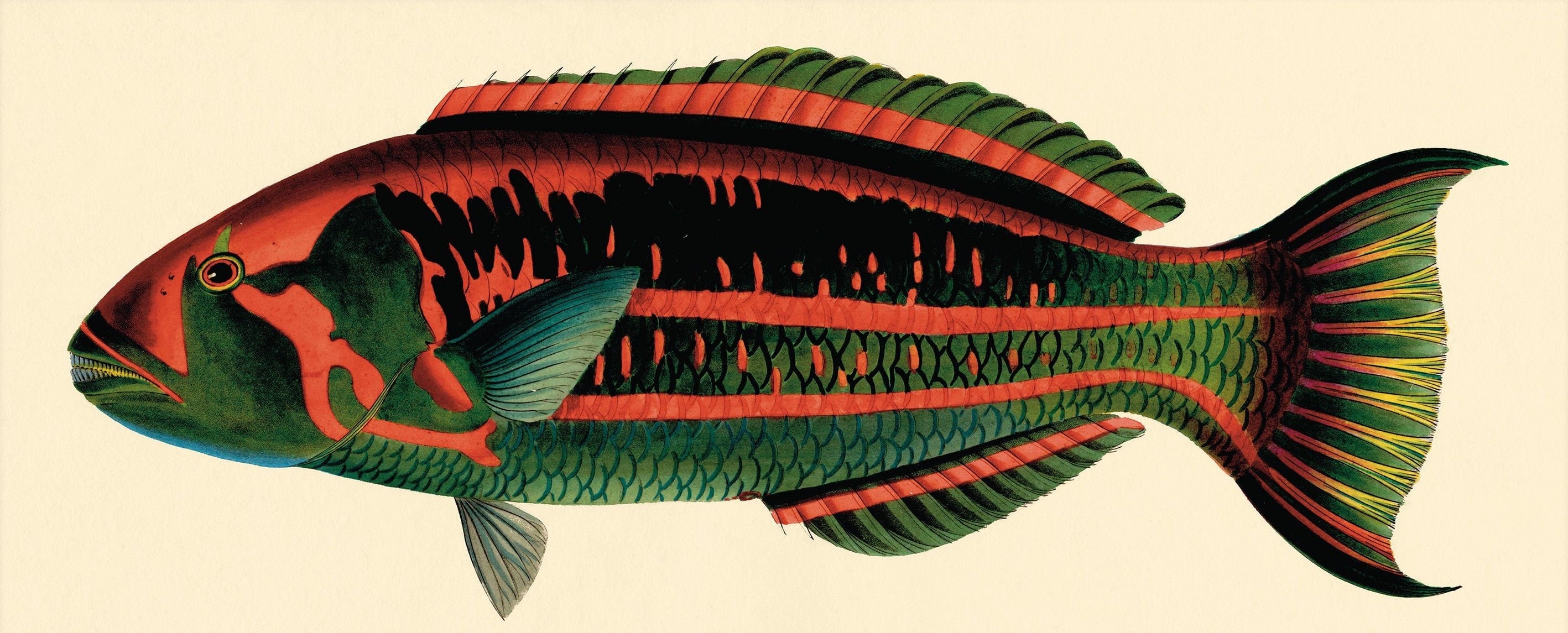 BENNETT FISH COLLECTION 12