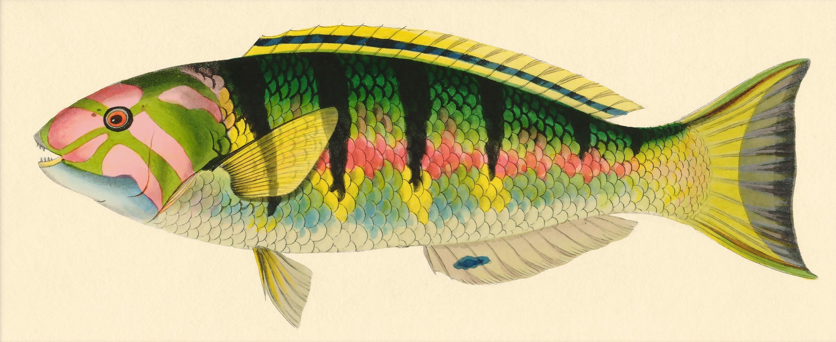 BENNETT FISH COLLECTION 13