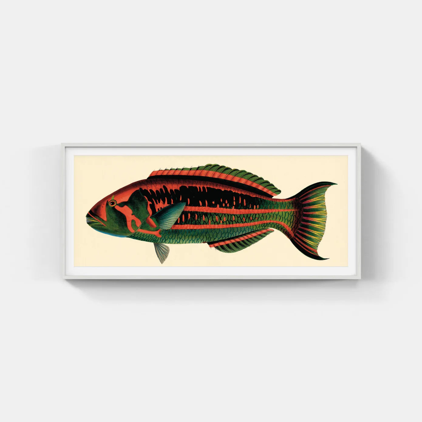 BENNETT FISH SERIES 2