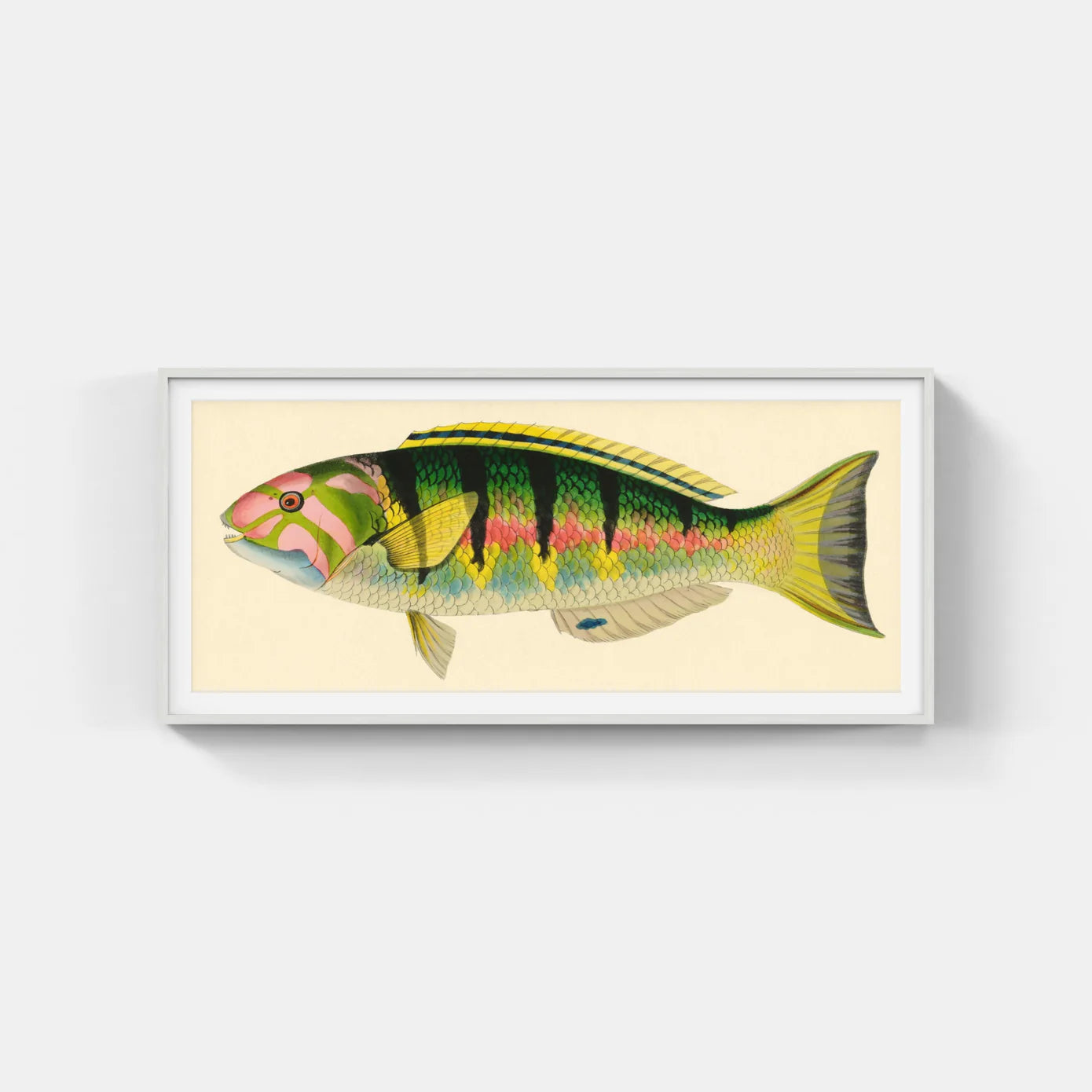 BENNETT FISH SERIES 3