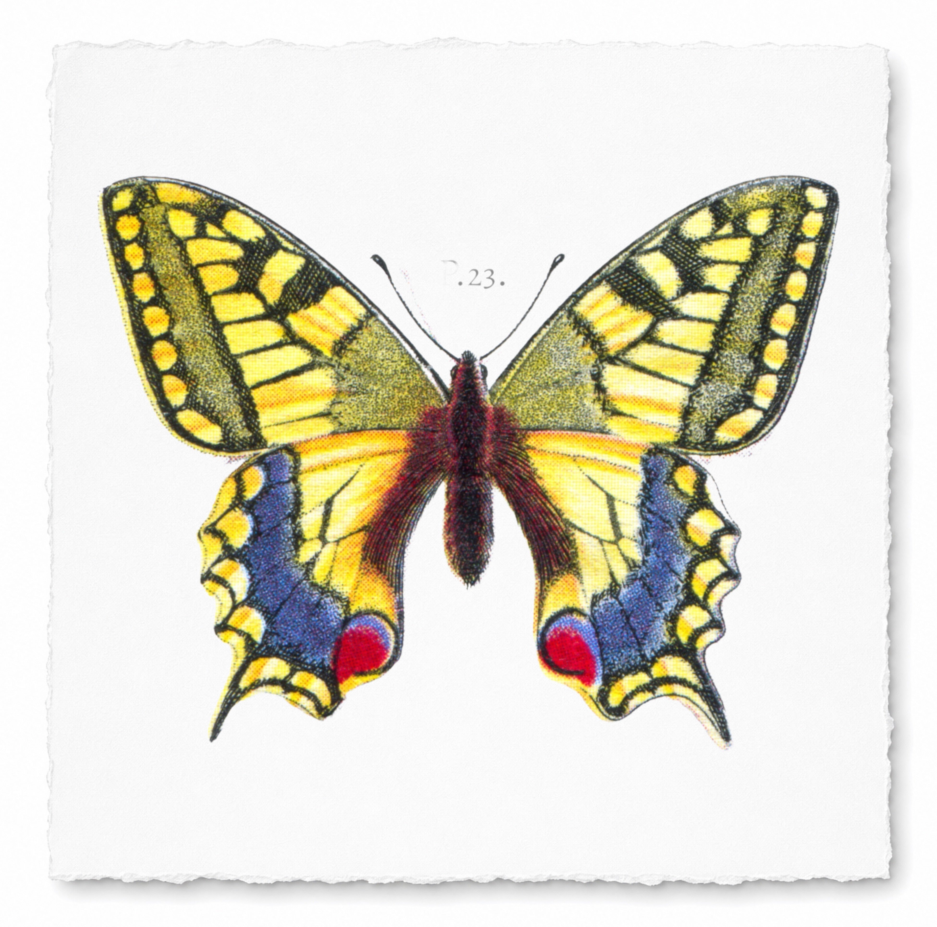 BUTTERFLY SERIES 11