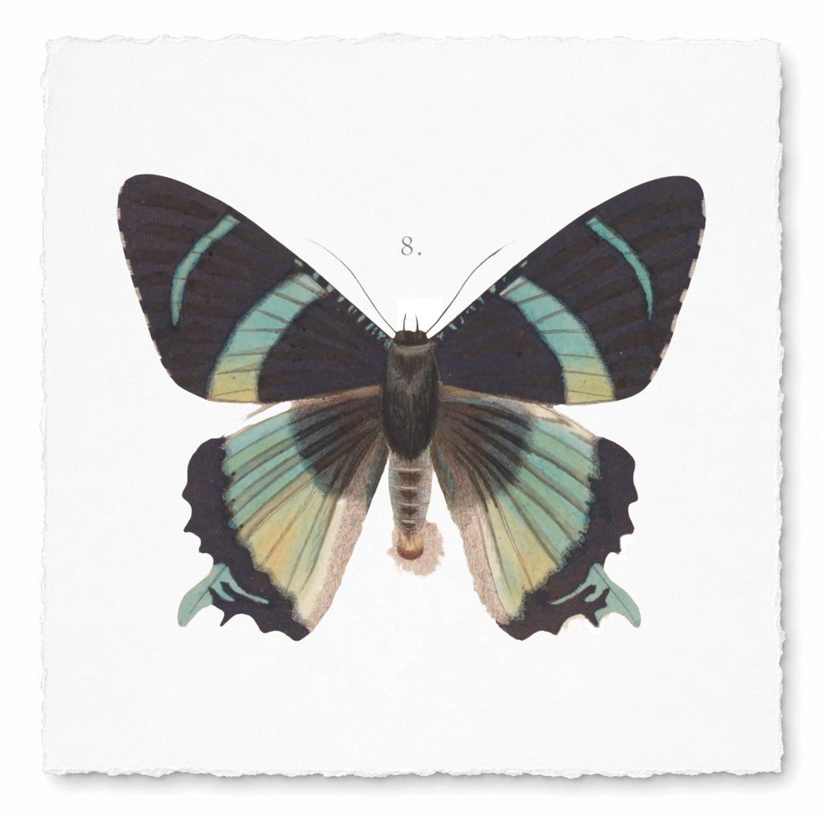 BUTTERFLY SERIES 14