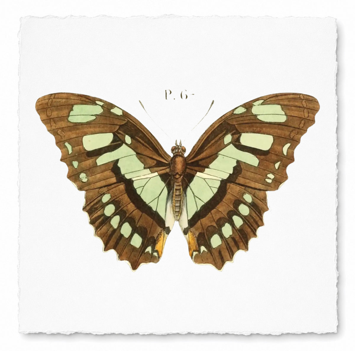BUTTERFLY SERIES 15