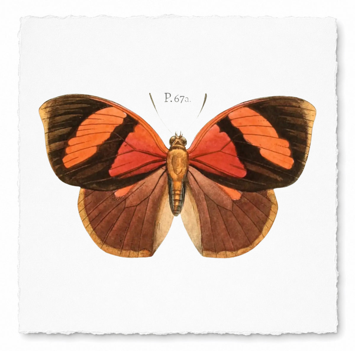 BUTTERFLY SERIES 16