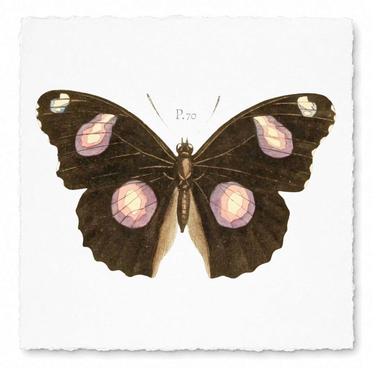 BUTTERFLY SERIES 17