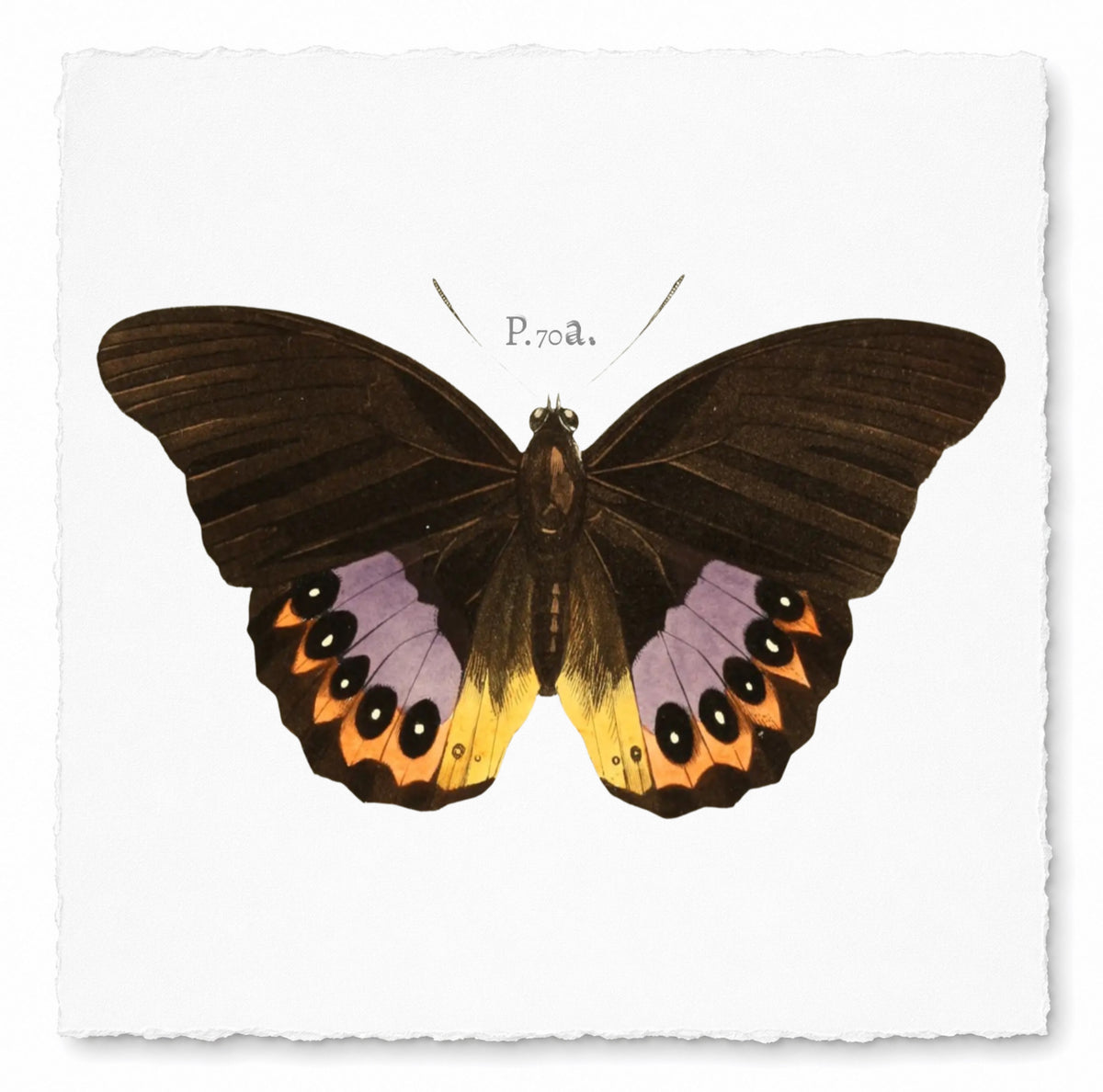 BUTTERFLY SERIES 19