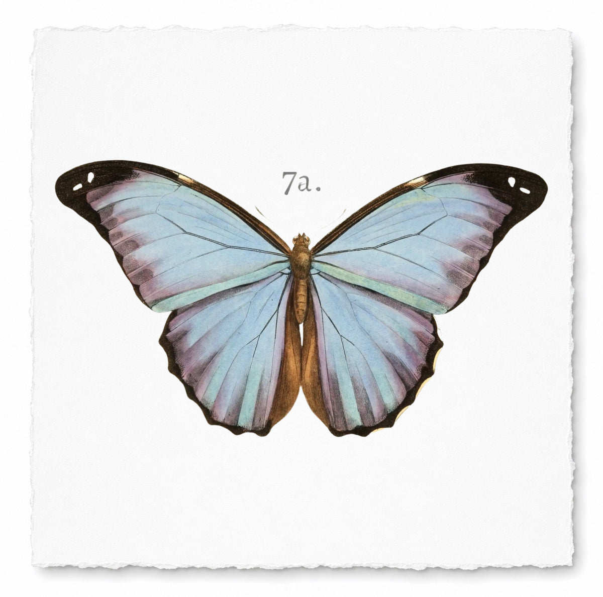 BUTTERFLY SERIES 1