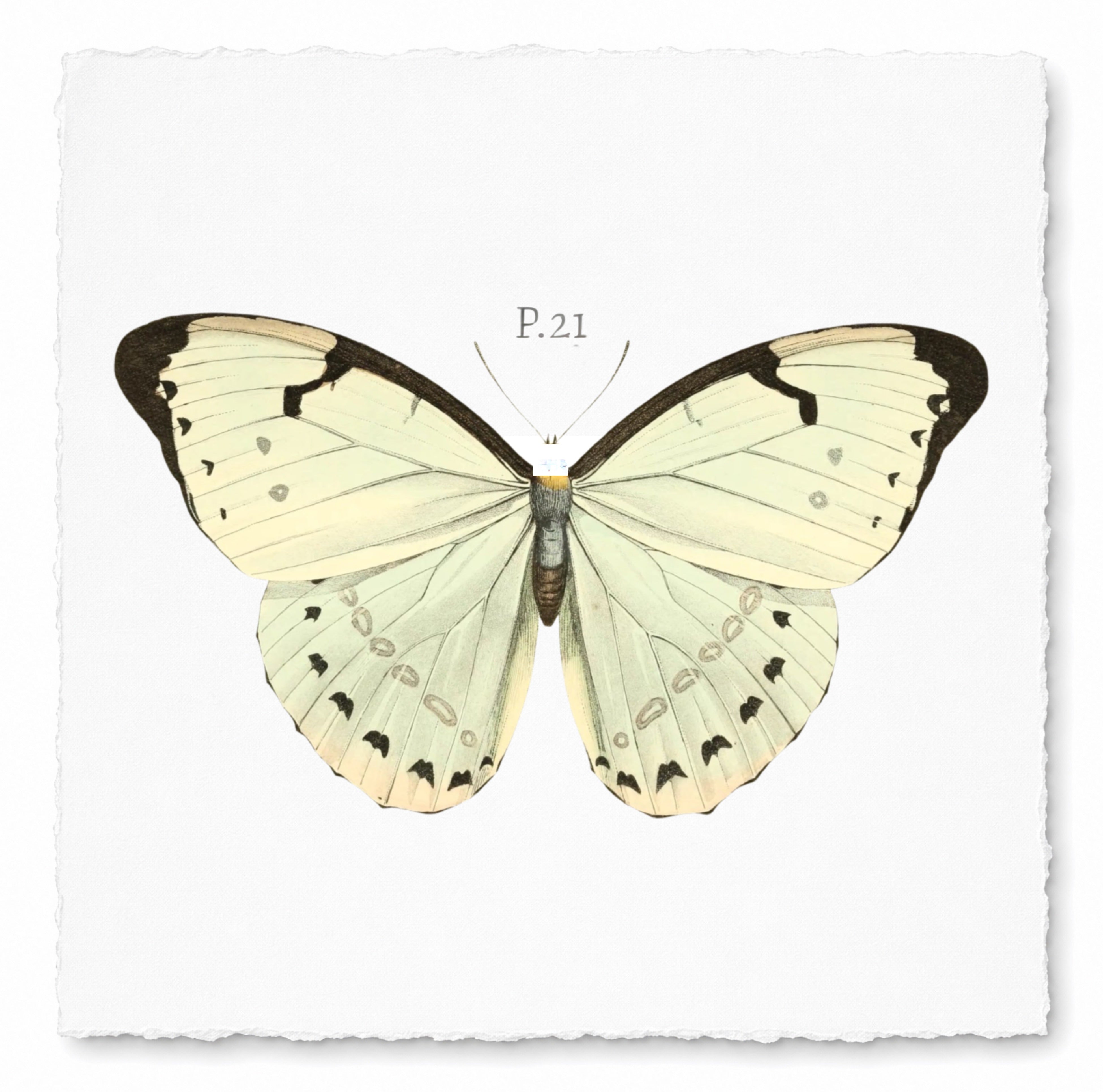 BUTTERFLY SERIES 21