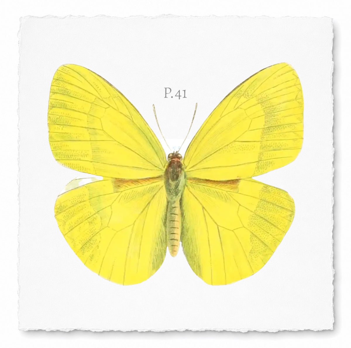BUTTERFLY SERIES 22