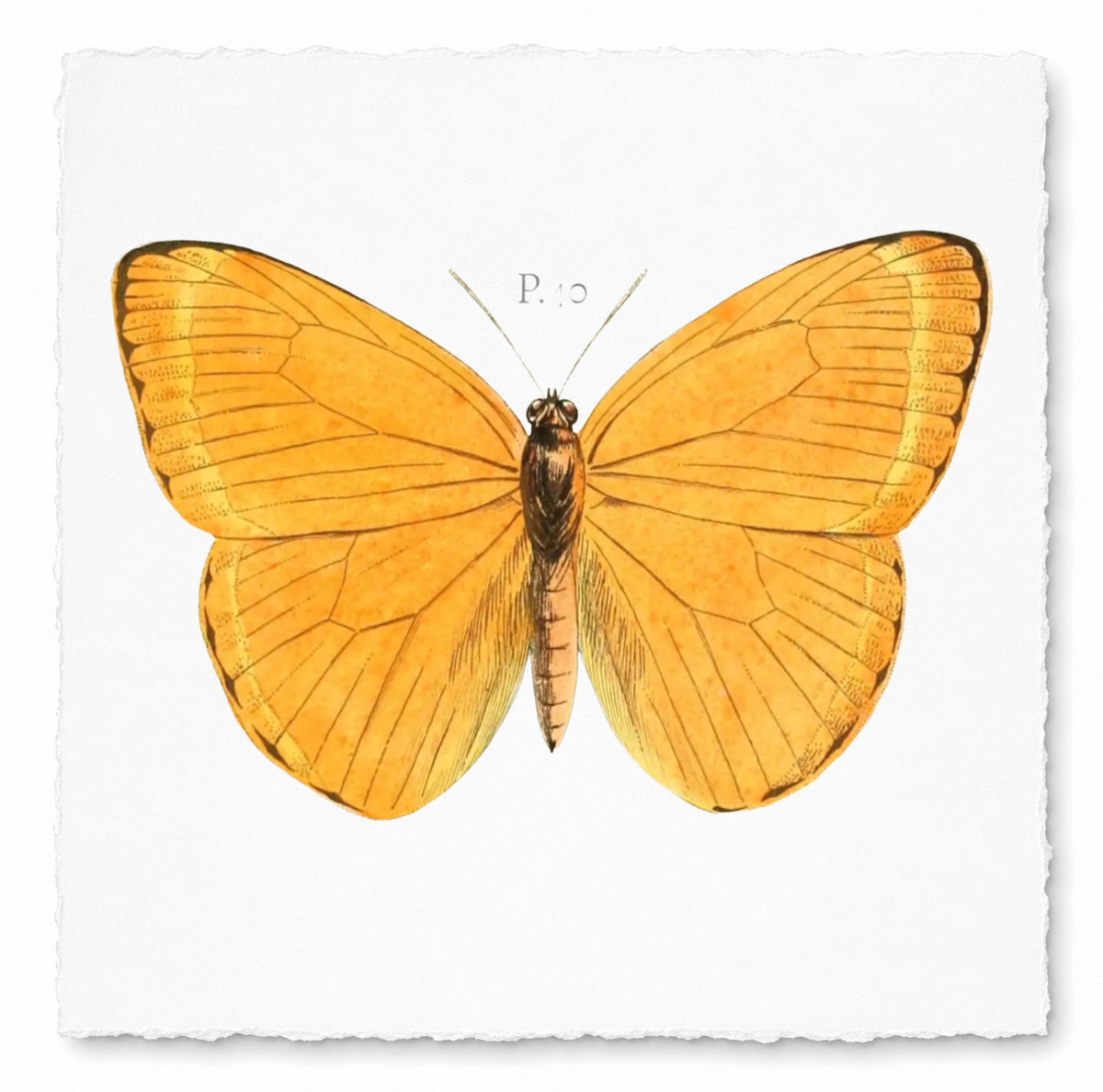 BUTTERFLY SERIES 23