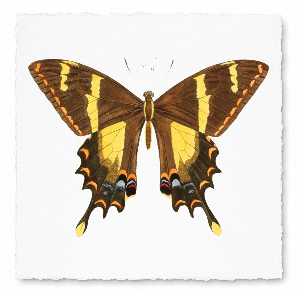 BUTTERFLY SERIES 28