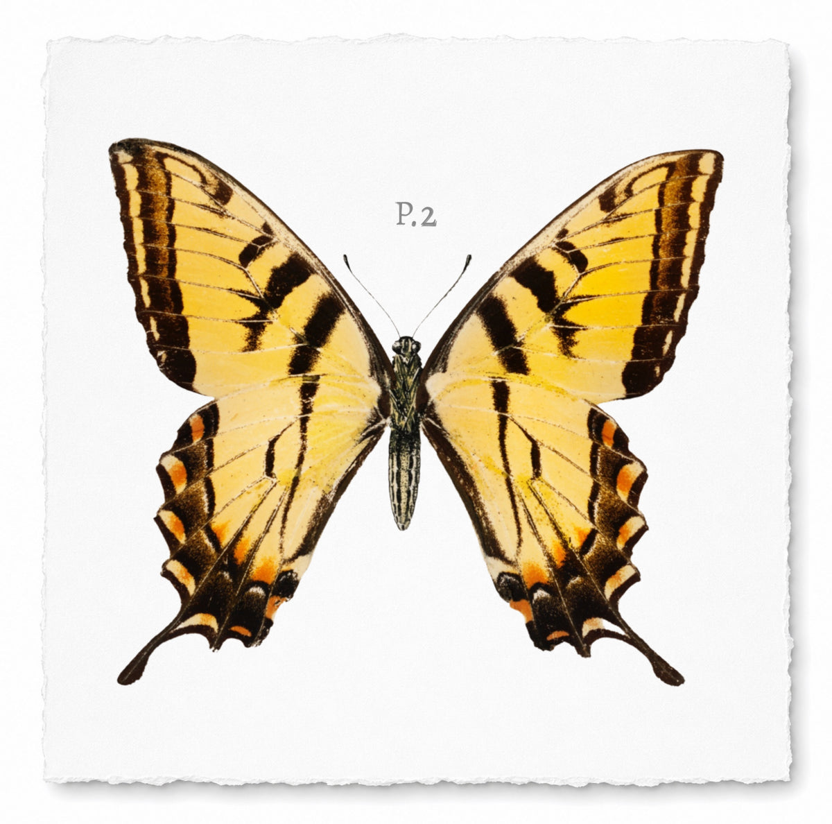 BUTTERFLY SERIES 2