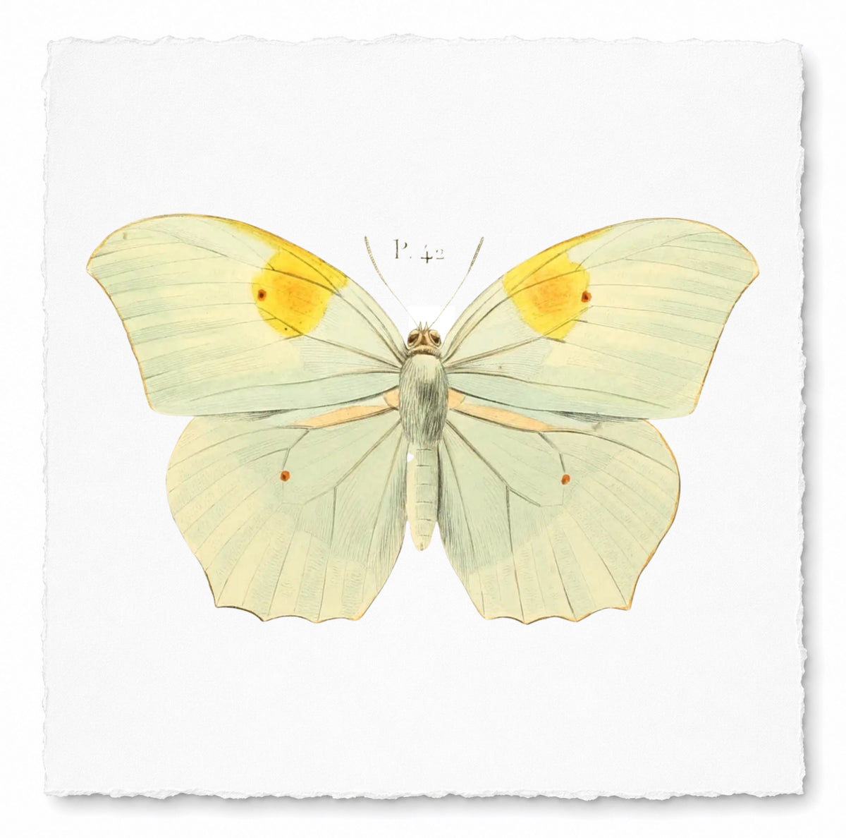 BUTTERFLY SERIES 36