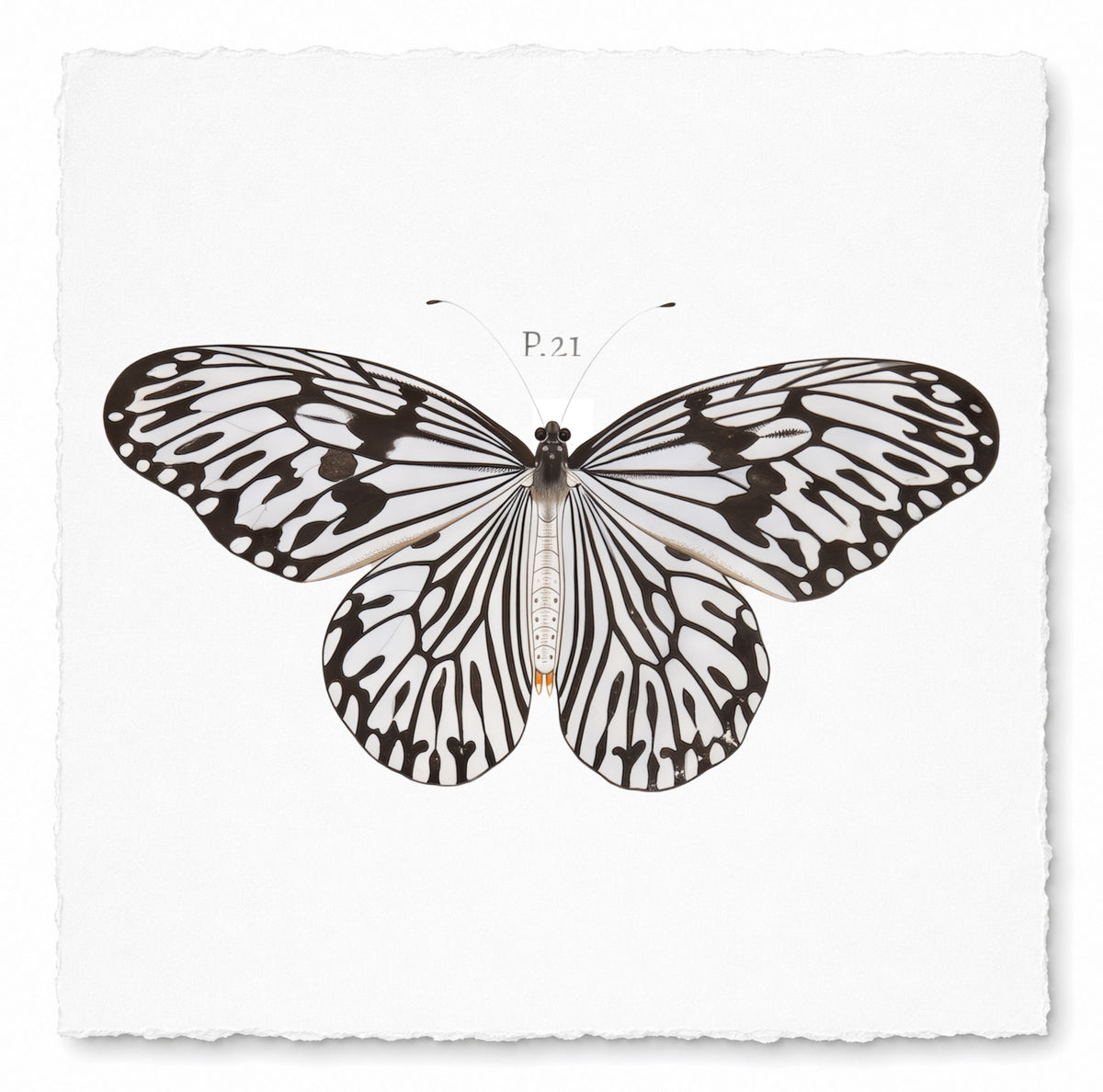 BUTTERFLY SERIES 39