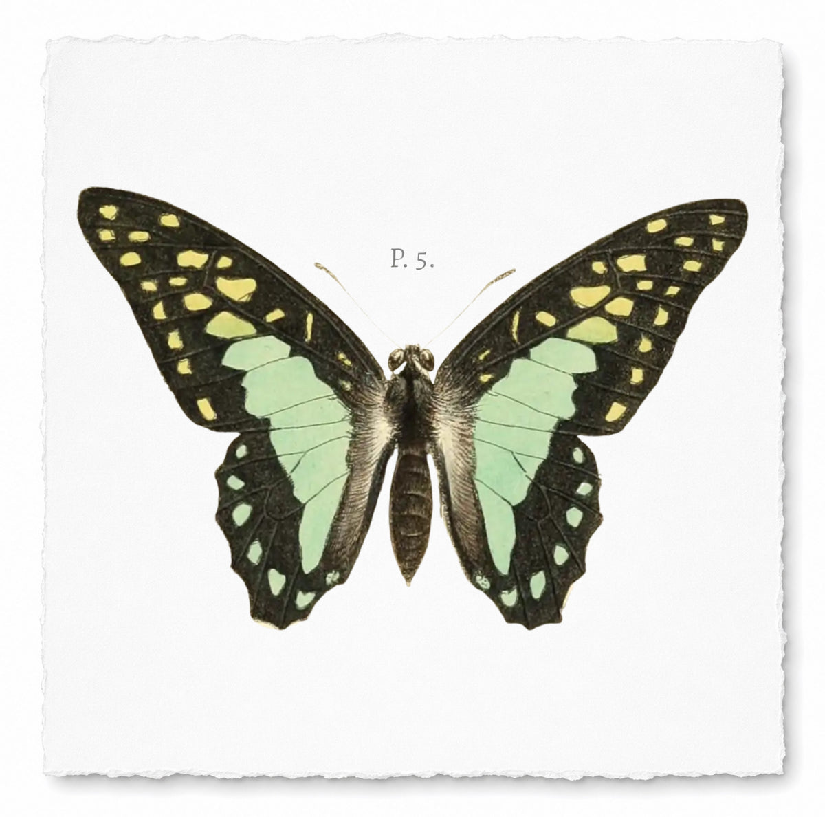 BUTTERFLY SERIES 5