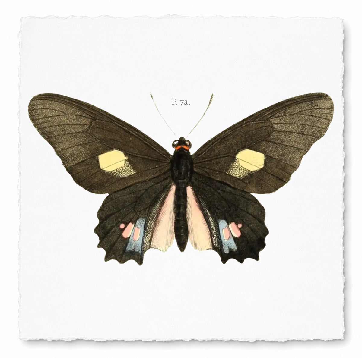 BUTTERFLY SERIES 7