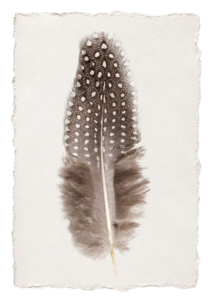 FEATHER 1
