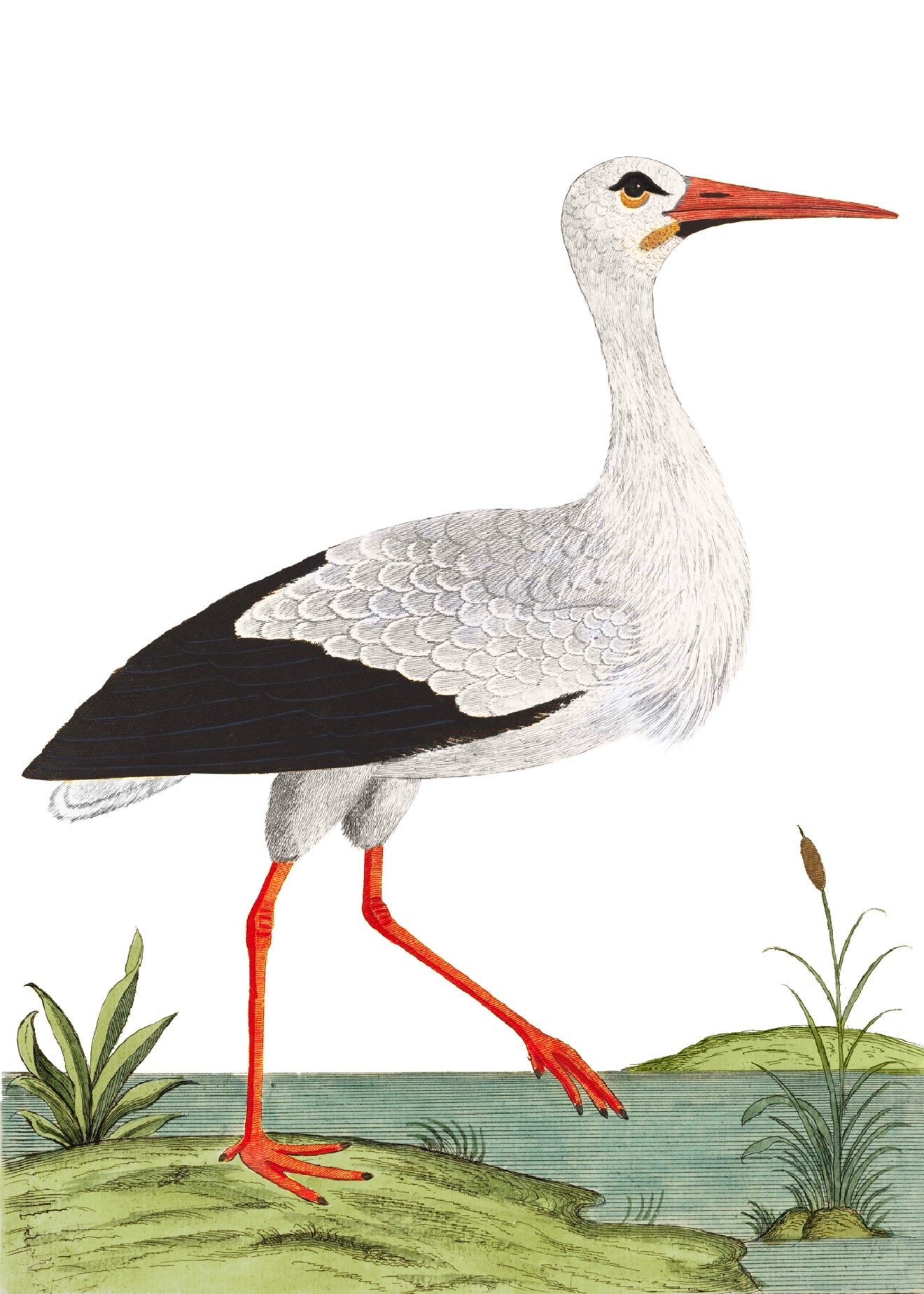 AQUATIC BIRD 3