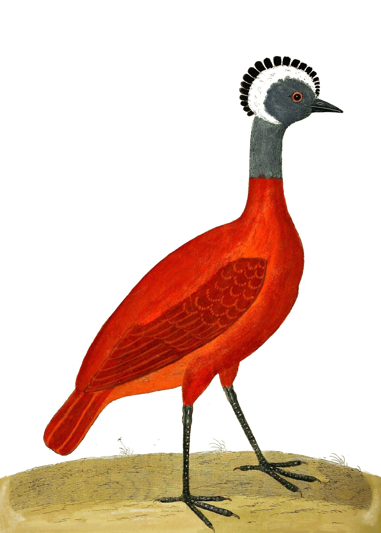 AQUATIC BIRD 4