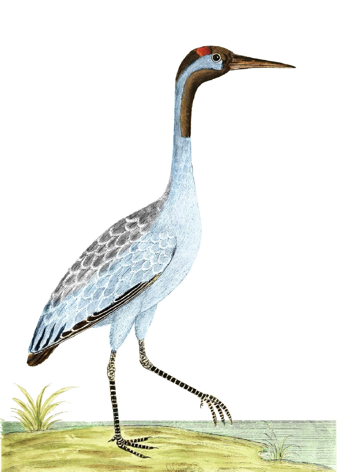 AQUATIC BIRD 5