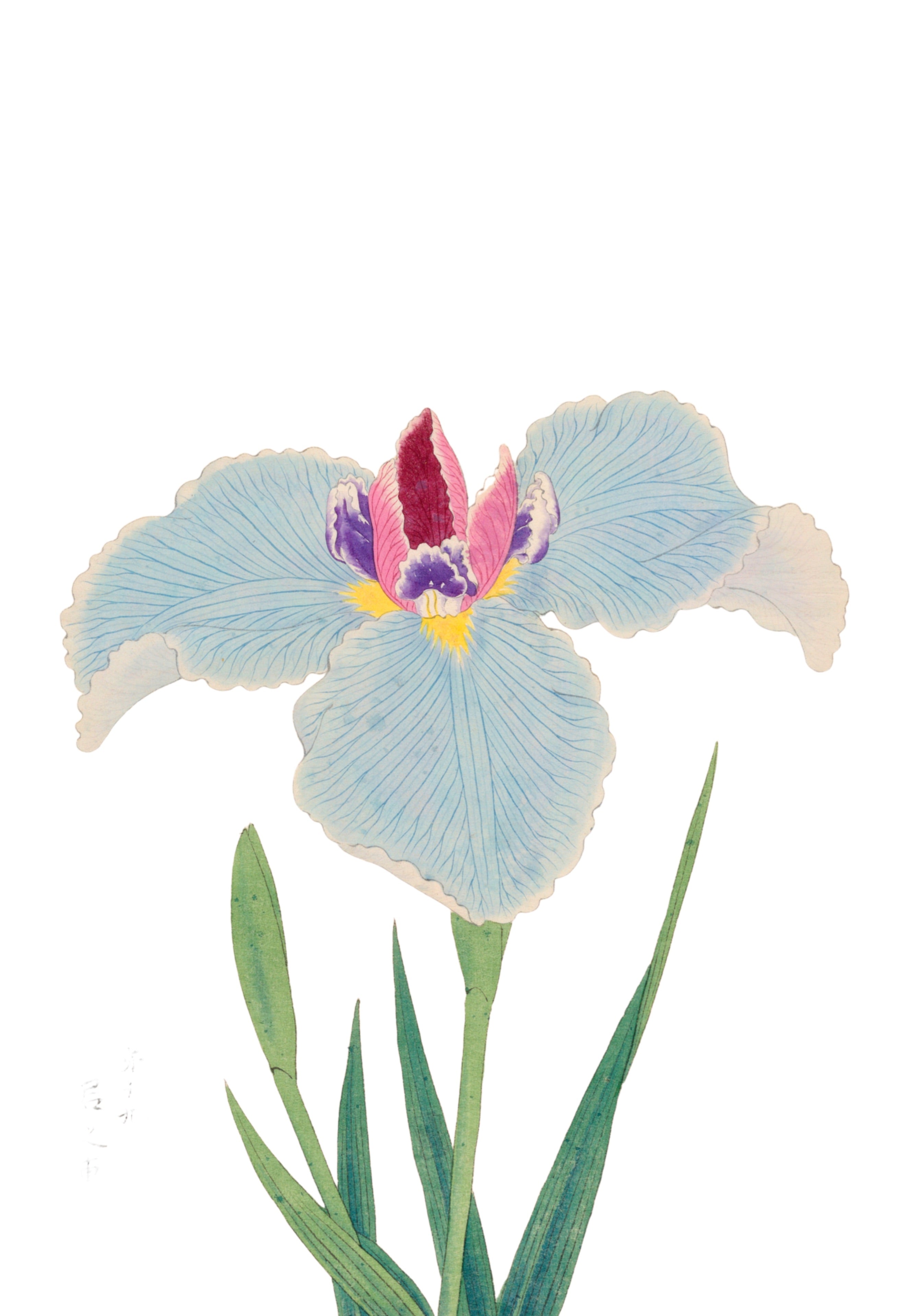 JAPANESE IRIS 1